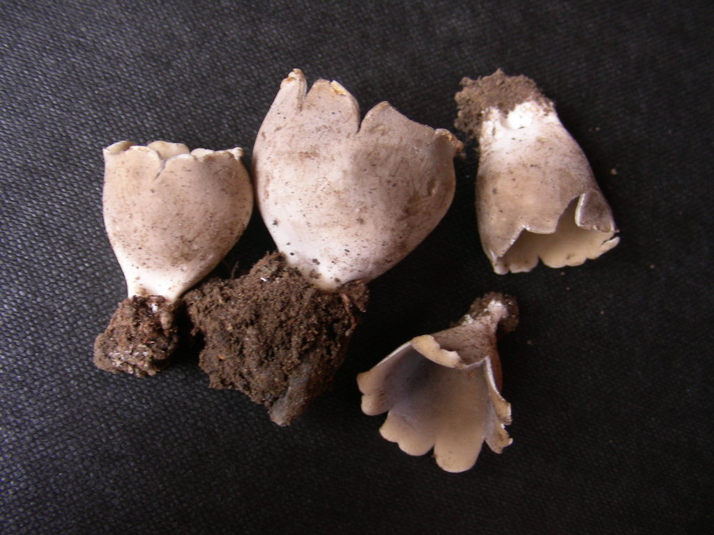 Helvella leucomelaena